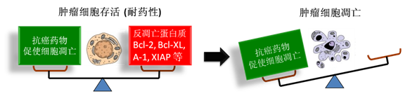 图 1：肿瘤细胞通过反凋零蛋白产生耐药性，对反凋零蛋白的抑制将改变平衡，消除肿瘤耐药性。