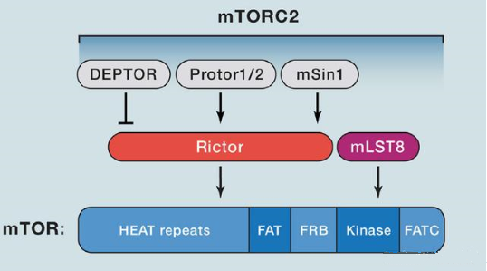 mTORC2的组成蛋白主要有Rictor、mSin1、mSLT8和Protor等