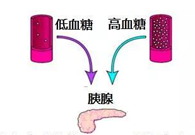 调节血糖稳态，GK负重前行