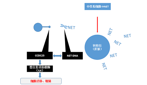 除了单纯的捕获，NET DNA与CCDC-25的结合还增强了癌细胞的侵袭行为，促进了癌症的肝转移。