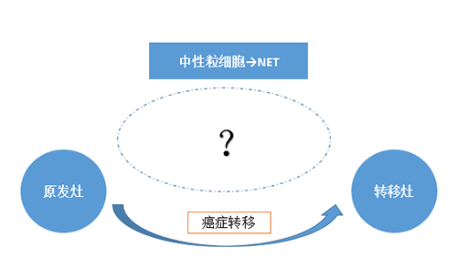 NET可能会通过某些方式“捕获”或“唤醒”癌细胞，从而造成癌细胞的迁移。