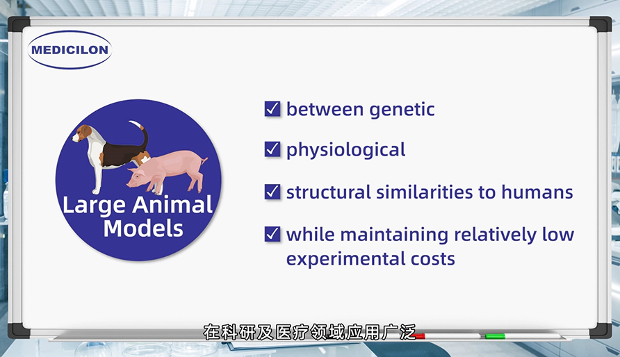 大型动物模型： 各种疾病研究的必要工具