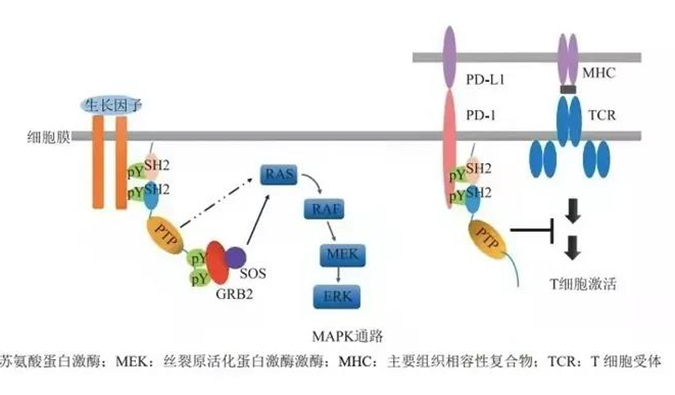 晚期恶性肿瘤患者的福音，SHP2变构抑制剂RG001片获批临床.png