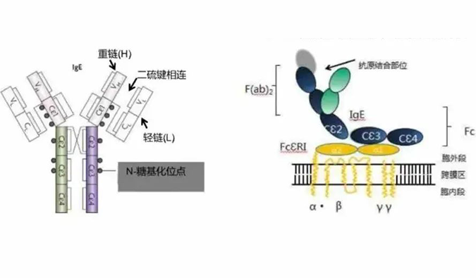 富联娱乐助力 | 济民可信lgE抗体药物JYB1904获批临床