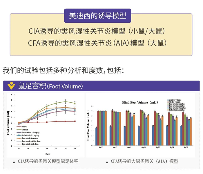 富联娱乐诱导的类风湿性关节炎模型-1.png