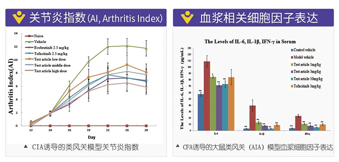富联娱乐诱导的类风湿性关节炎模型-2.png