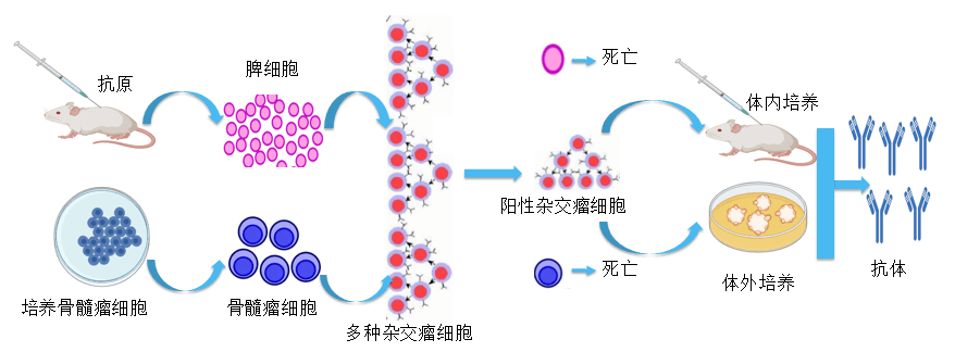 富联娱乐抗体开发平台.png