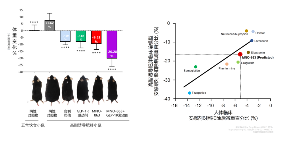 4周降低近10%体重！富联娱乐助力慕恩生物MNO-863活菌生物药获批临床