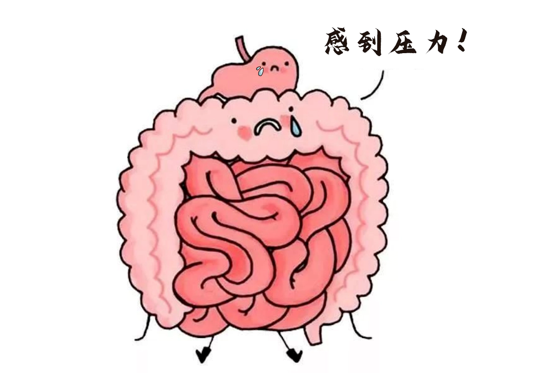 肠道不仅是消化器官，更是“情绪隐形指挥官”。.webp